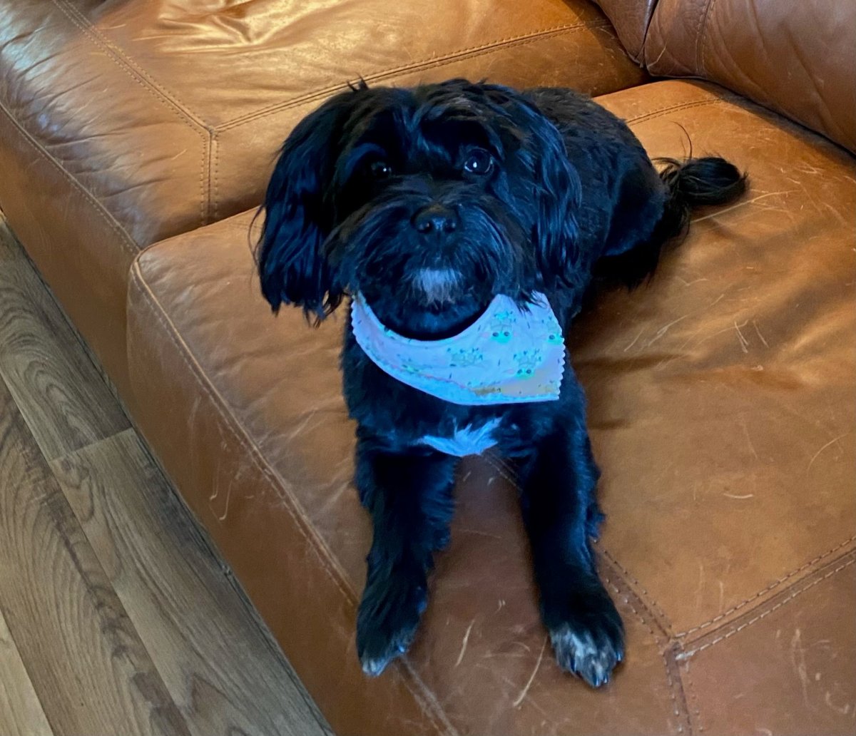 Black Havanese Male Dog